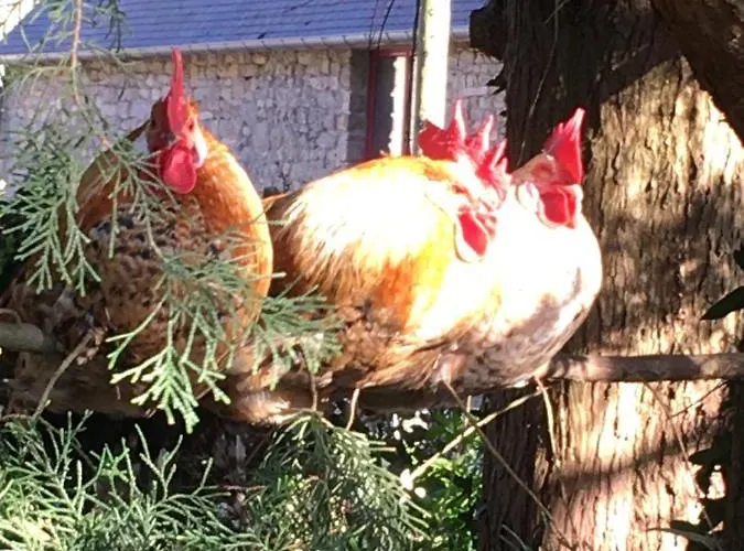 Holiday home La Gilberdiere