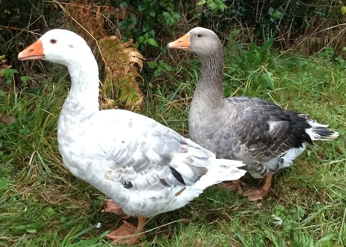 Holiday home La Gilberdiere La Rochelle-Normande